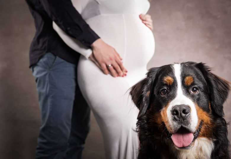 Schwangerschaftsfoto mit Hund, der aufmerksam in die Kamera schaut